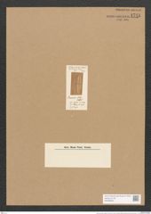 Stauroneis obtusa Lagerst. (de-Toni-Nr.: Genus 6, Species 888) Zeichnungen Sammlung Grunow Nr. 1748 (NHMW-BOT-W0368632)